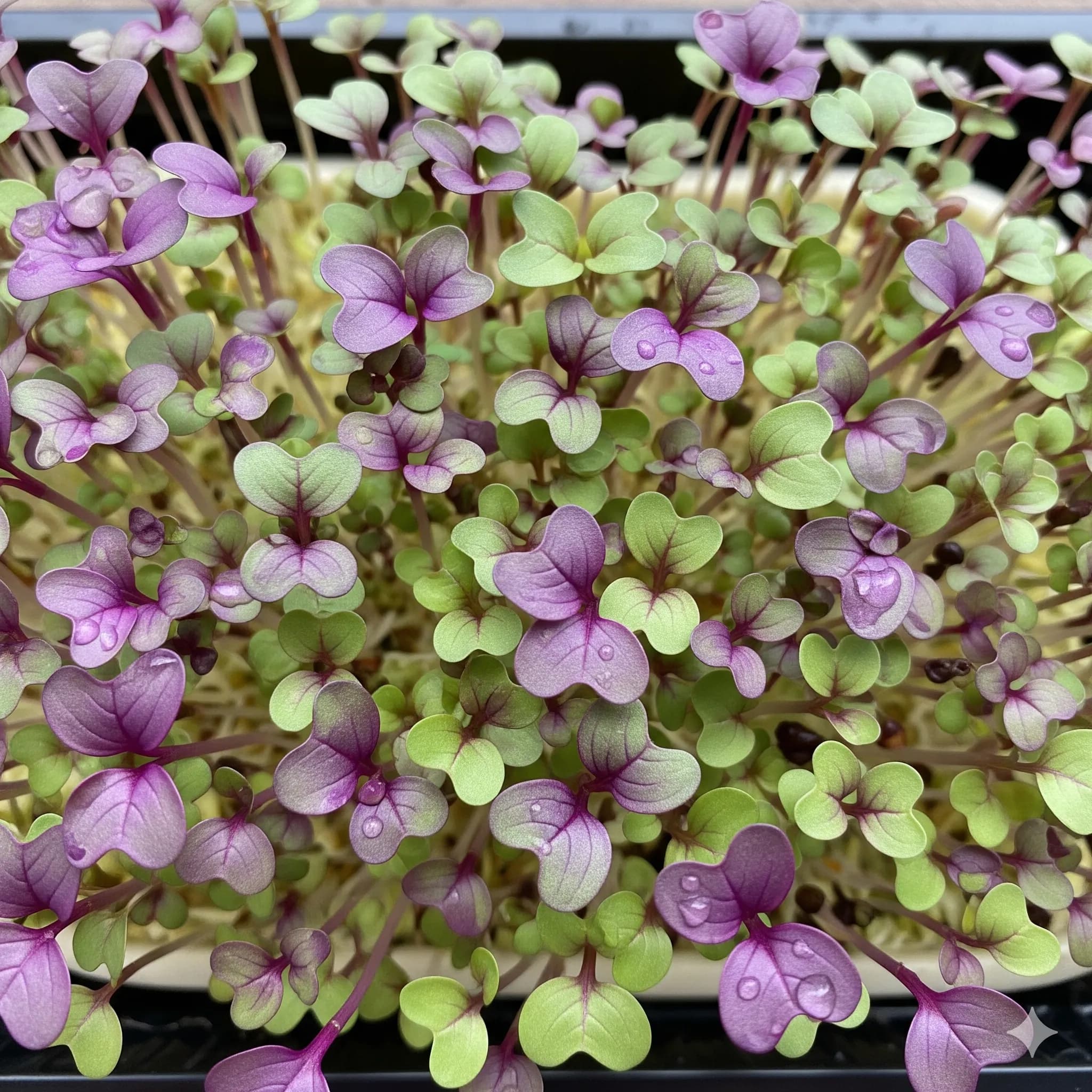 Radish (Purple Sango)
